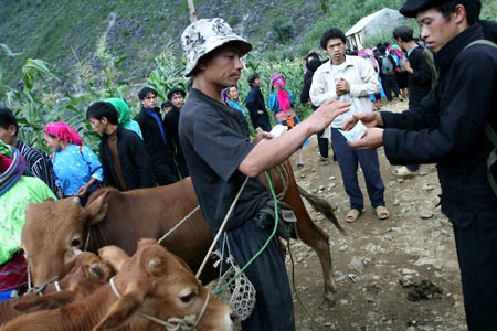 Cow market in Meo Vac - ảnh 3